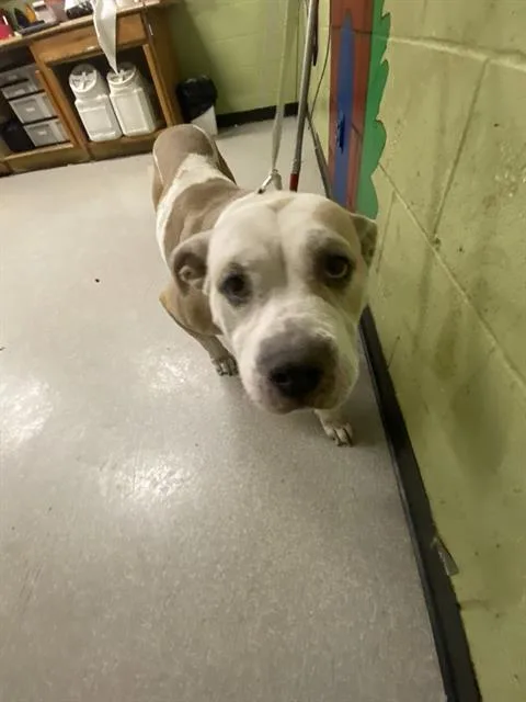 An adult large-sized female Pit Bull Terrier dog named Hilda for adoption in Indianapolis, IN