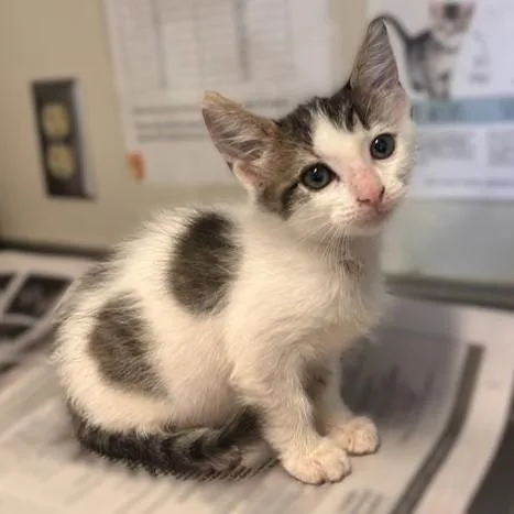 A baby small-sized female Domestic Short Hair cat named Dorothy for adoption in San Antonio, TX