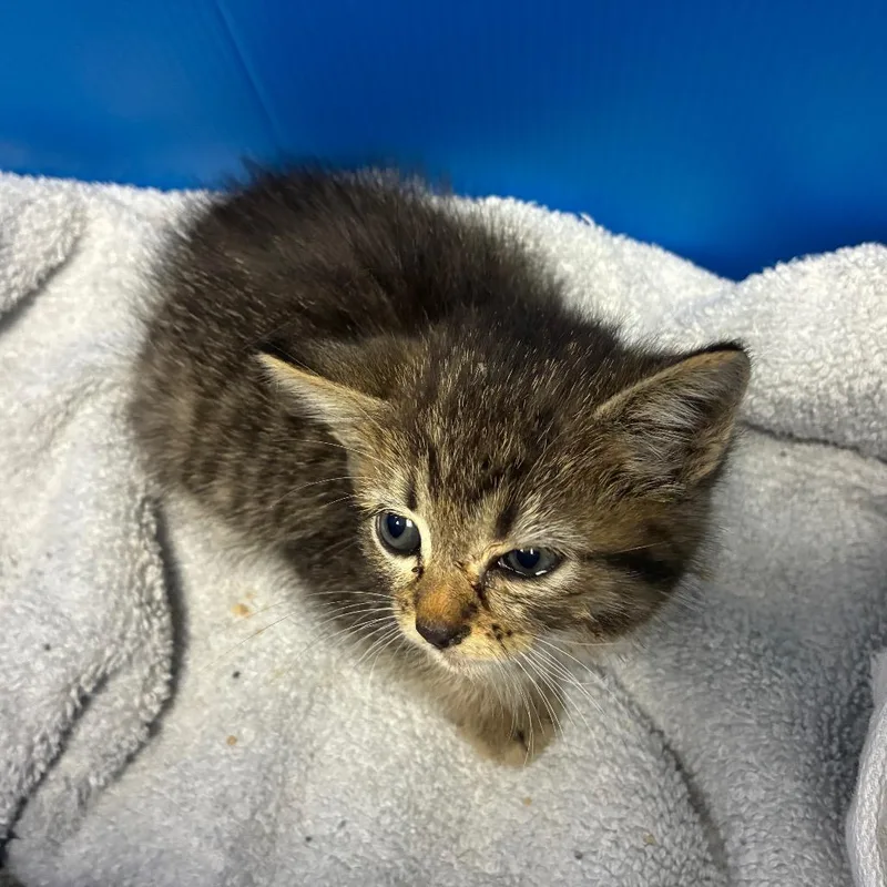 A baby small-sized female Brown / Chocolate Domestic Short Hair cat named Tan Collar for adoption in Pasadena, CA