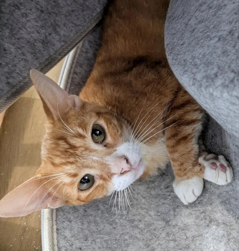 An adult medium-sized male Tabby cat named Fonzie for adoption in Ocala, FL