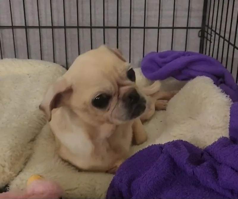 An adult small-sized female Pug dog named Chicken Noodle Boop for adoption in Knoxville, TN