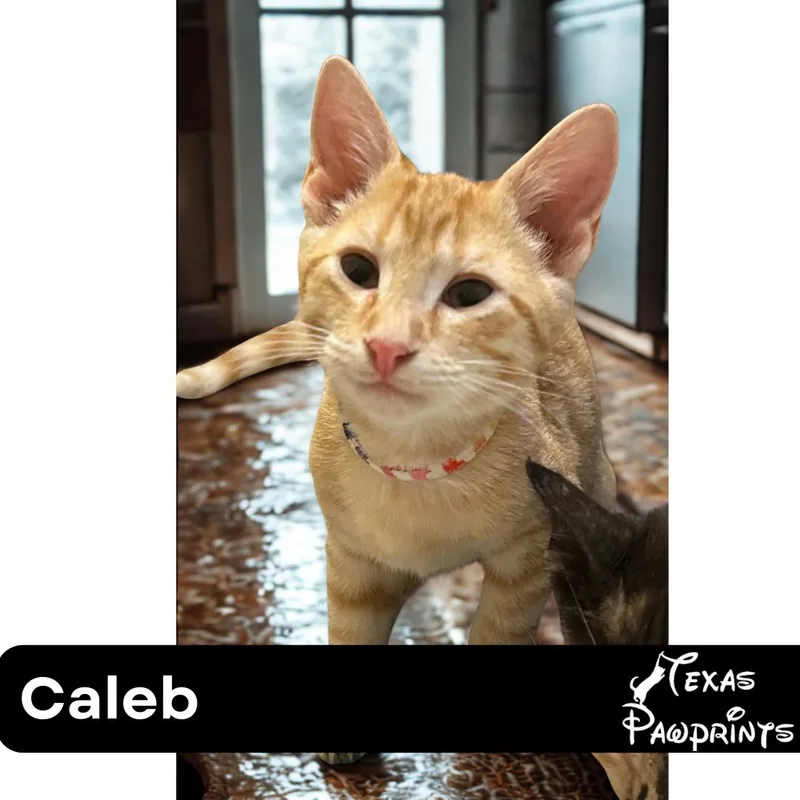 Caleb thumbnail 2