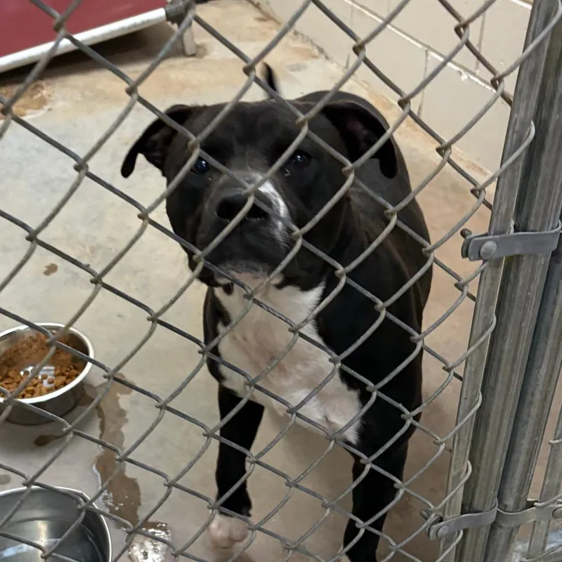 An adult medium-sized male Black Terrier dog named Homer U for adoption in Tupelo, MS