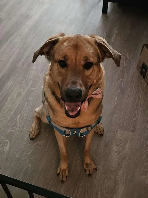 An adult extra large-sized female German Shepherd Dog dog named Hazel for adoption in Escondido, CA