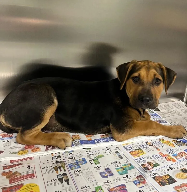 A young large-sized male Yellow / Tan / Blond / Fawn Mixed Breed dog named Cinnamon Roll for adoption in Jackson, TN