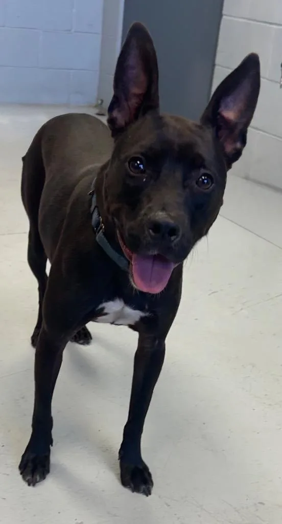 A young medium-sized male Boxer dog named Vern for adoption in Greenwood, MS