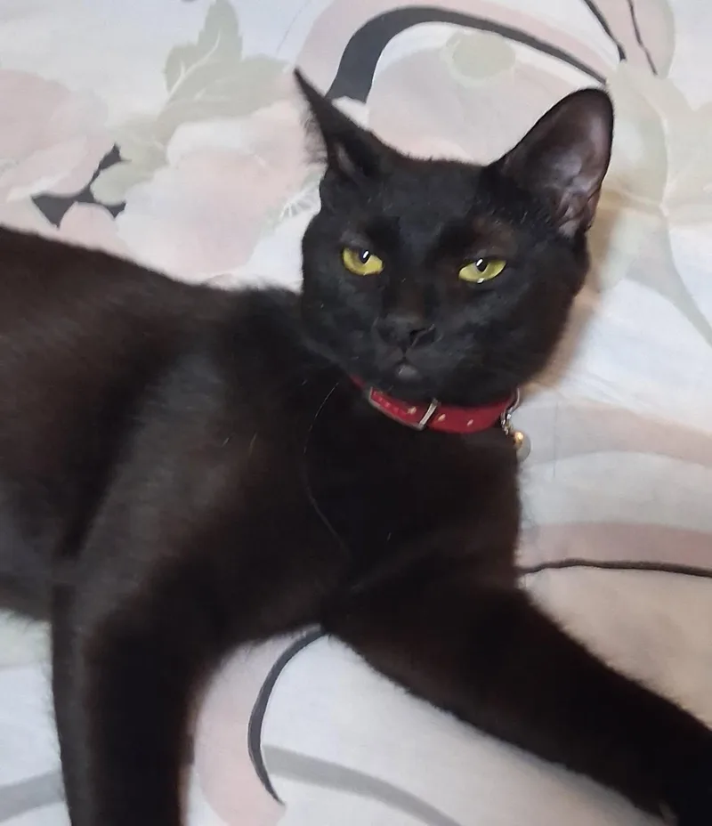 Kleopatra thumbnail 2