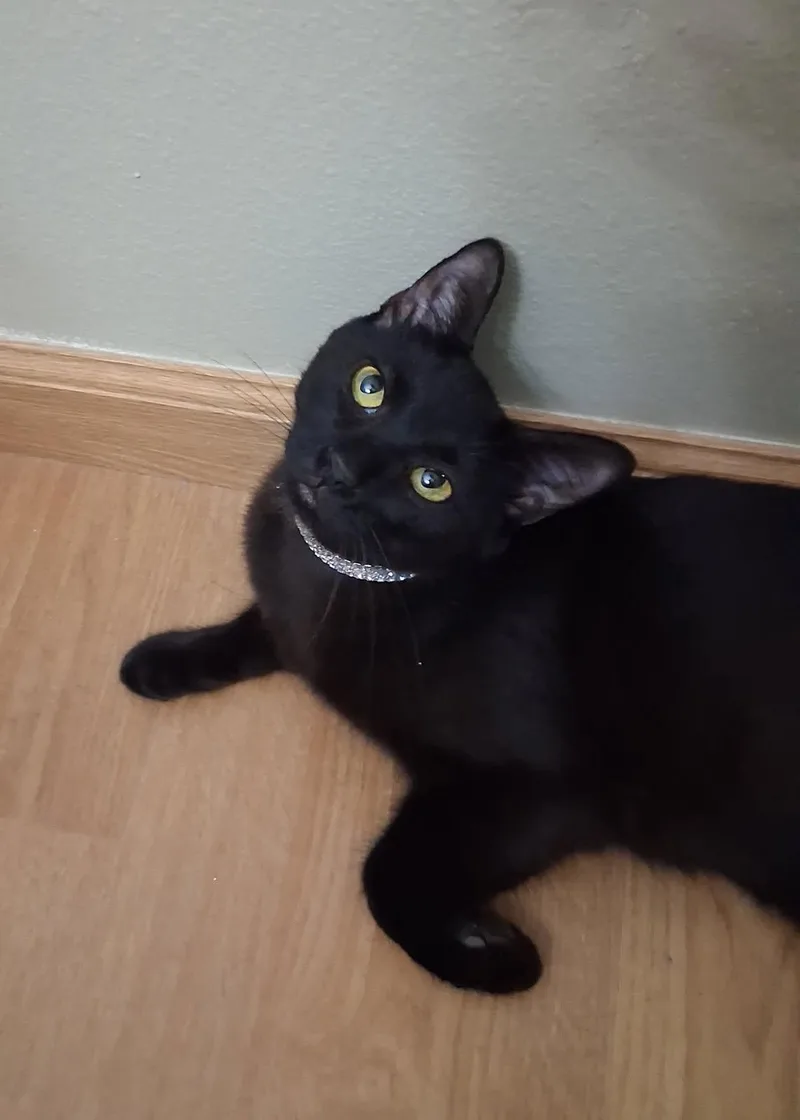 Kleopatra thumbnail 3