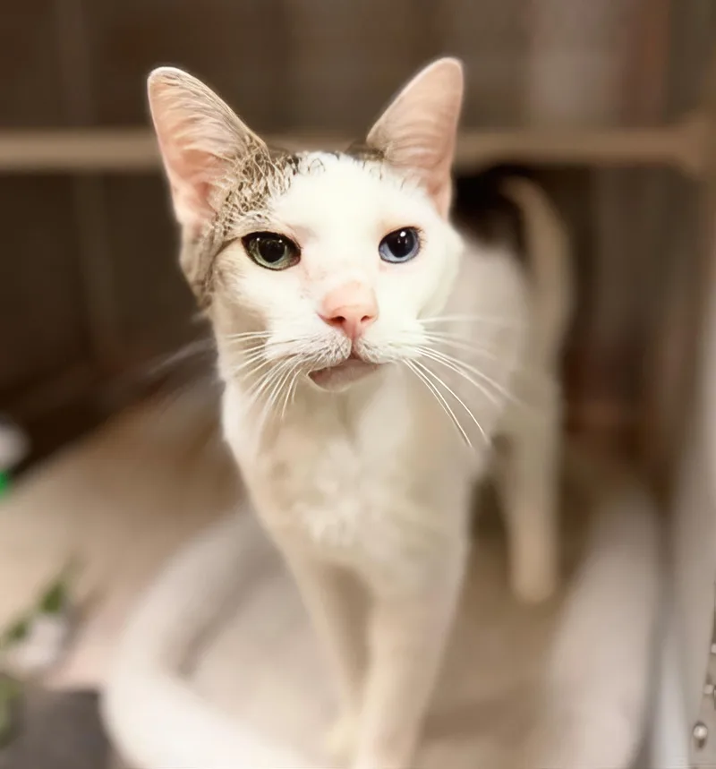 An adult medium-sized male Tabby (Brown / Chocolate) Domestic Short Hair cat named Bowie for adoption in Nashville, TN