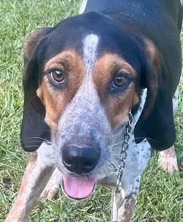 A young large-sized male Tricolor (Brown, Black, & White) Bluetick Coonhound dog named Joyfull Jake for adoption in Alexandria, LA