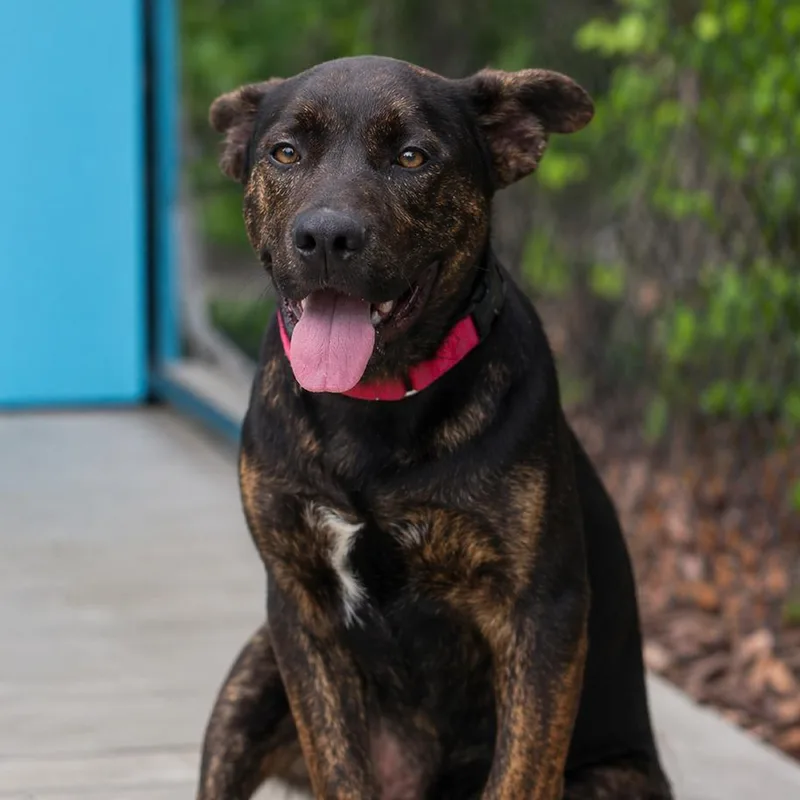 A young large-sized male Brindle Mixed Breed dog named Artie for adoption in Bradenton, FL