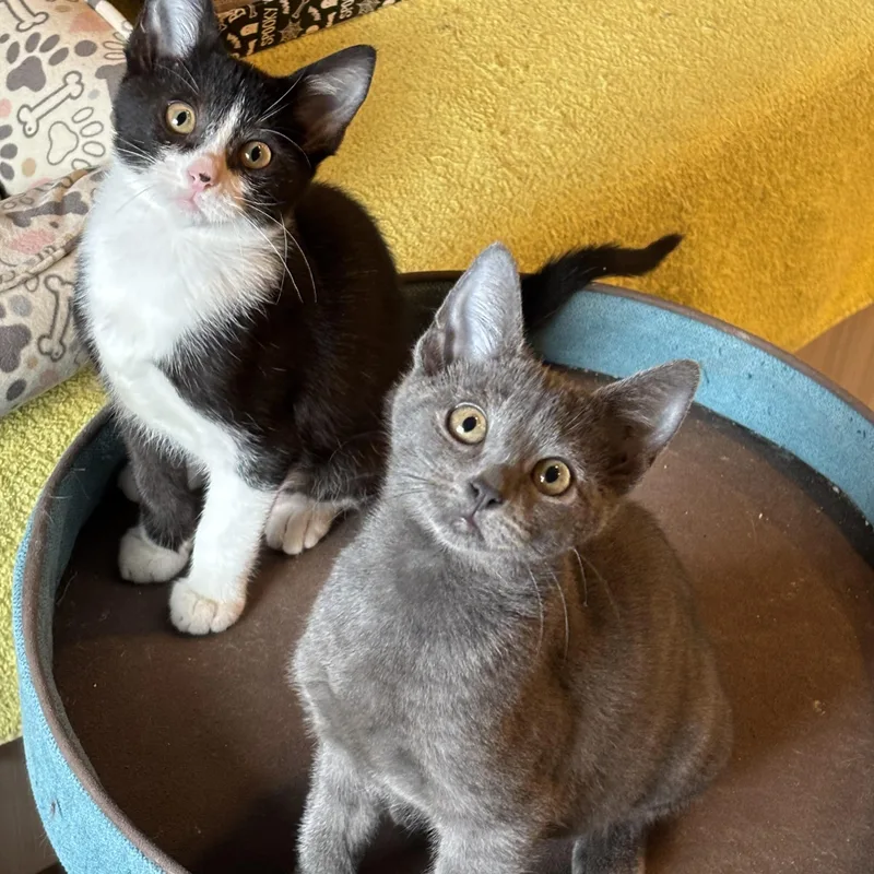 A baby medium-sized male Gray / Blue / Silver Domestic Short Hair cat named Carlo for adoption in Chicago, IL