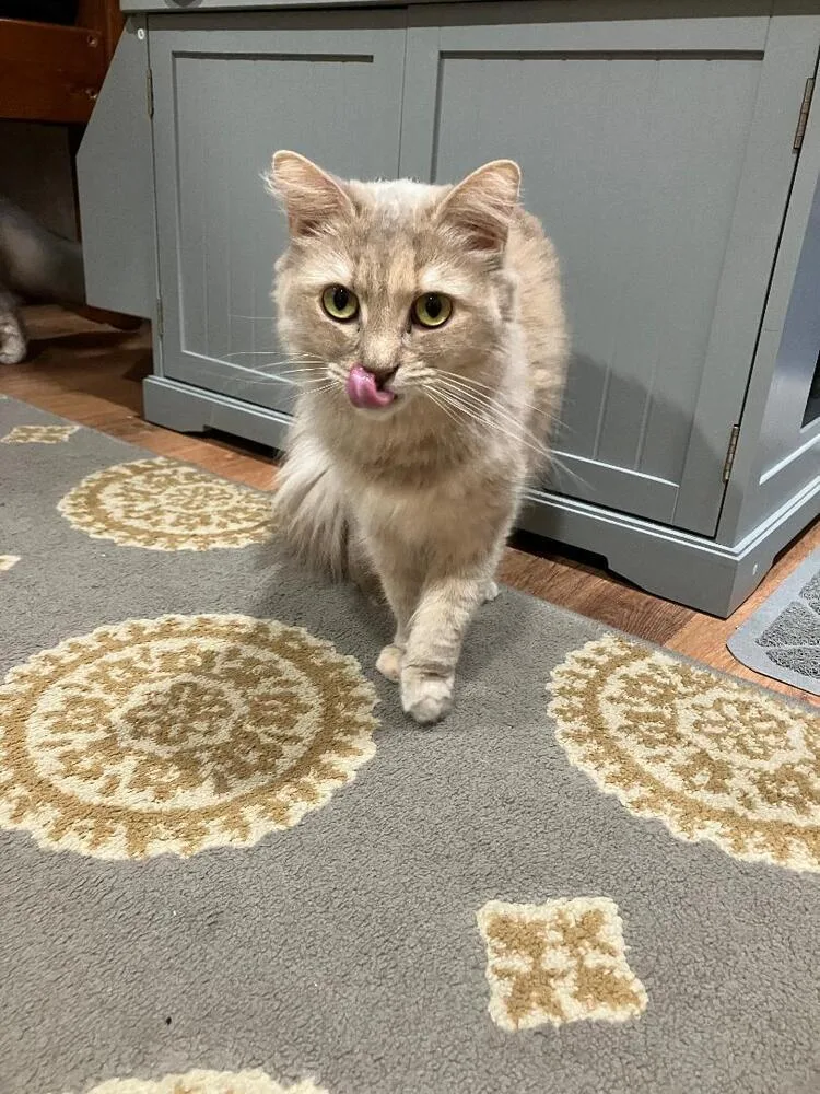 Pudding