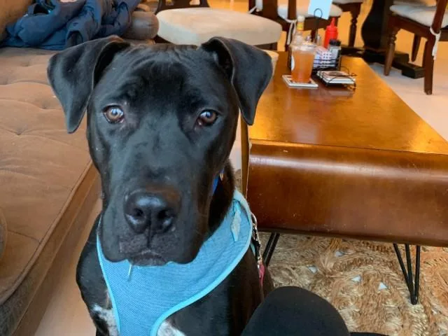 An adult small-sized male Labrador Retriever dog named Boomerang for adoption in Saint Louis, MO