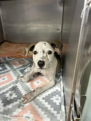 A baby small-sized male Pit Bull Terrier dog named Terrance for adoption in Gainesville, FL