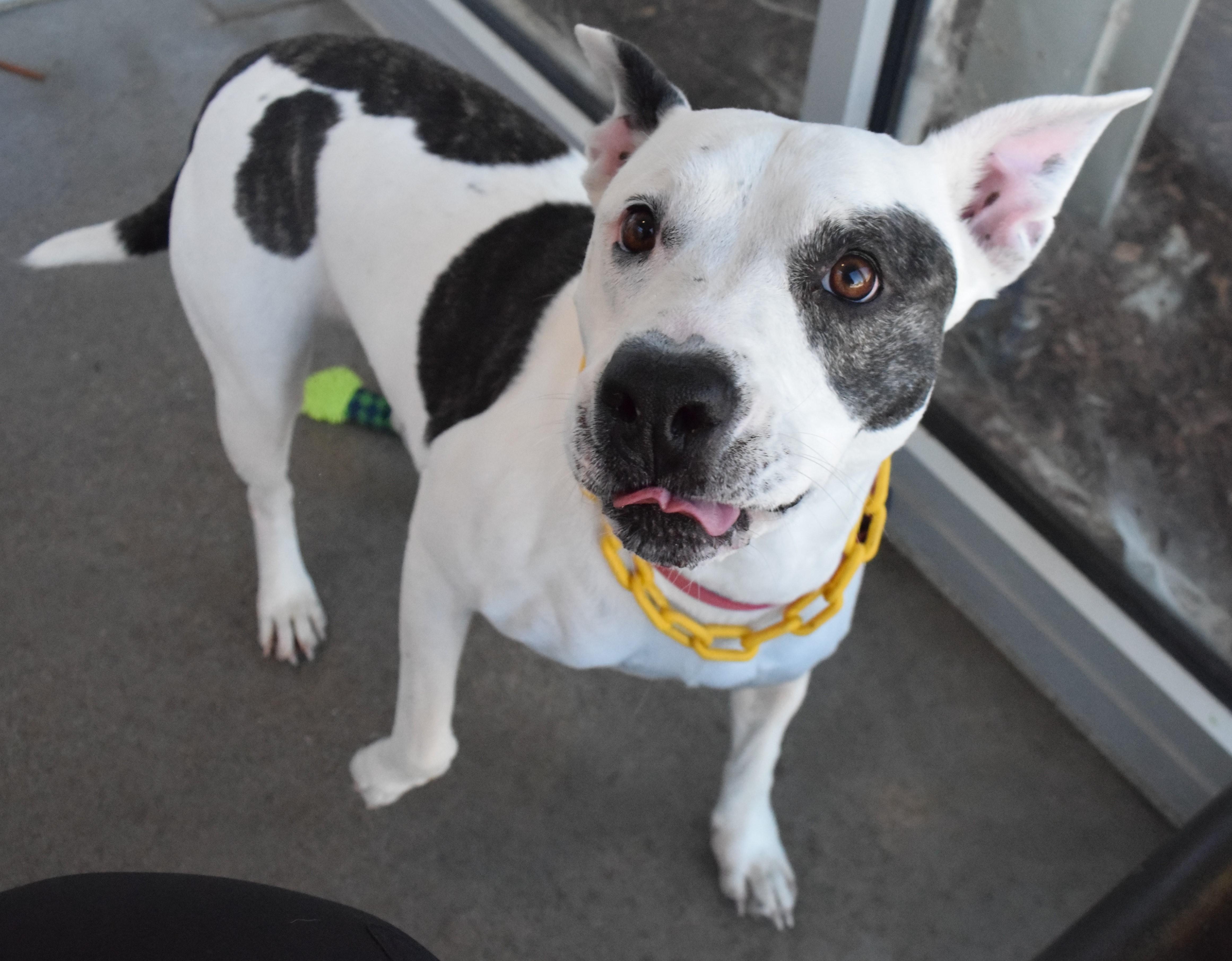 An adult medium-sized female White / Cream Pit Bull Terrier dog named "sally" for adoption in Broken Arrow, OK
