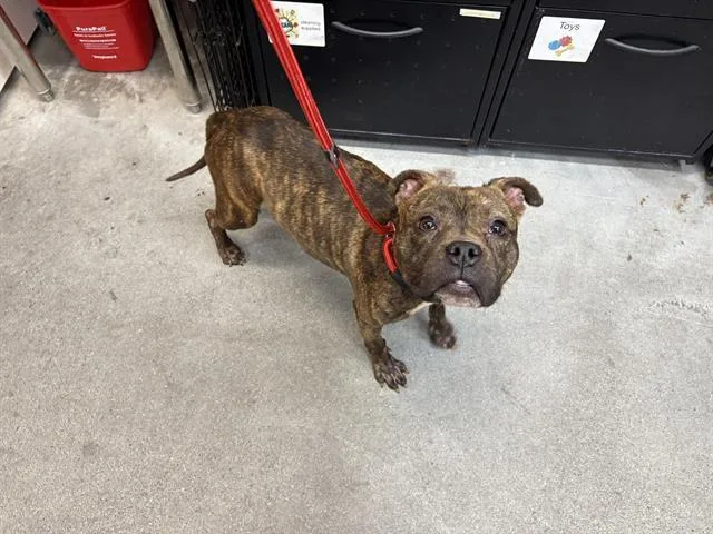 A young medium-sized female Pit Bull Terrier dog named 626 for adoption in Fairfield, CA
