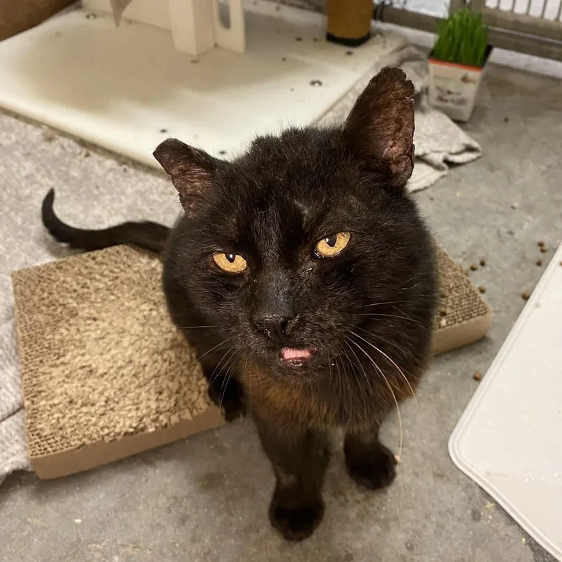 A senior medium-sized male Domestic Medium Hair cat named Bert for adoption in Los Angeles, CA