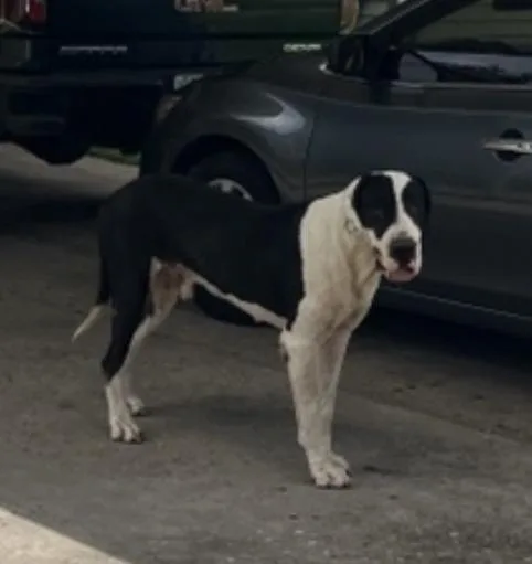 An adult extra large-sized male Mixed Breed dog named Loki for adoption in Dallas, TX