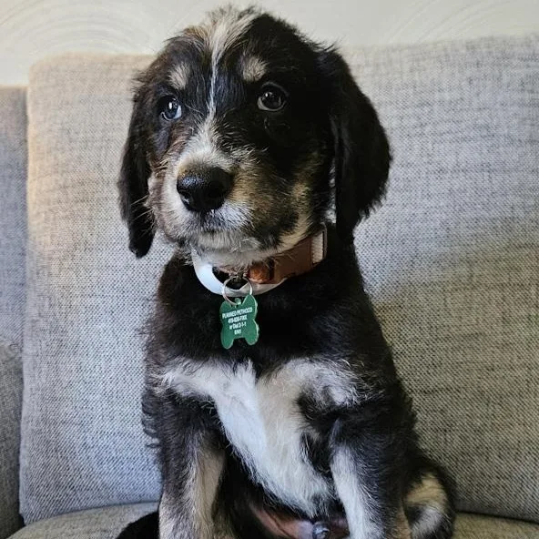 A baby large-sized male Bernese Mountain Dog dog named Murphy for adoption in Toledo, OH