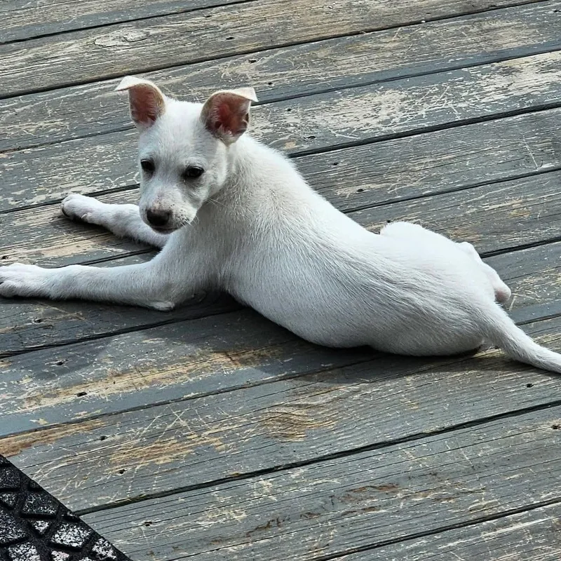 A baby small-sized male White / Cream Chihuahua dog named Wrigley for adoption in Crystal Lake, IL