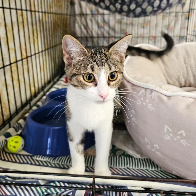 A baby medium-sized male Tabby (Buff / Tan / Fawn) Domestic Short Hair cat named Ernie for adoption in Searcy, AR