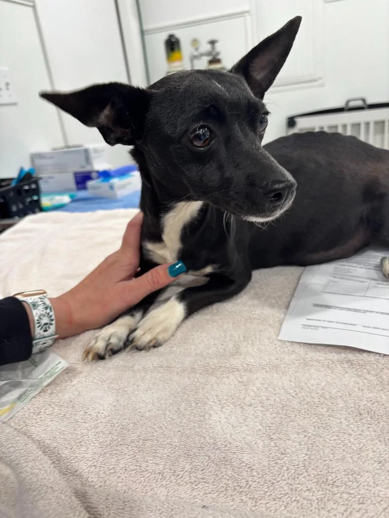 A young small-sized female Chihuahua dog named Cricket for adoption in Brookings, OR