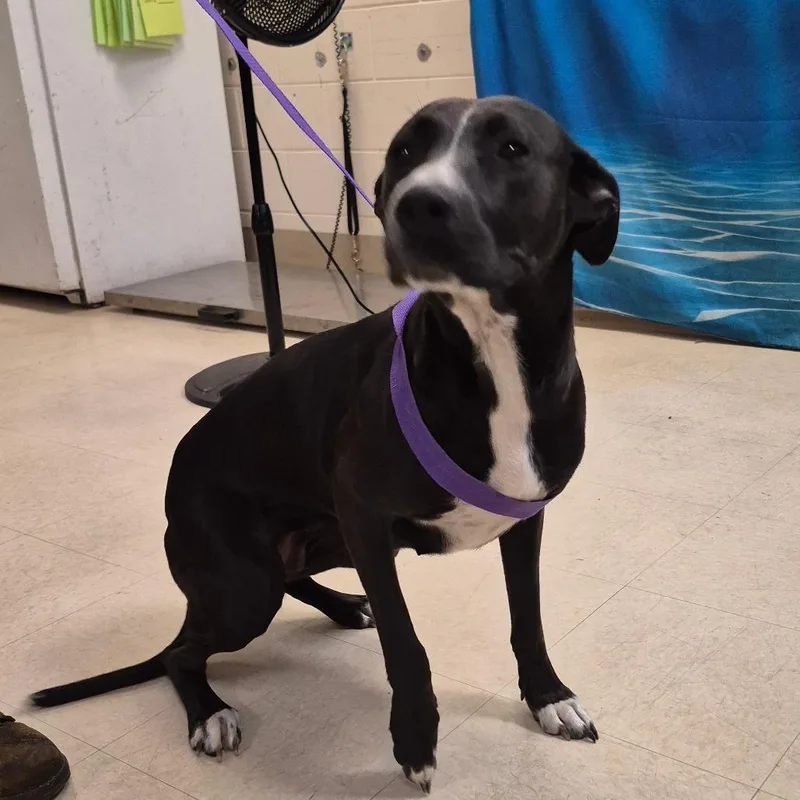 An adult medium-sized female Black Mixed Breed dog named Dobby for adoption in Lake Panasoffkee, FL
