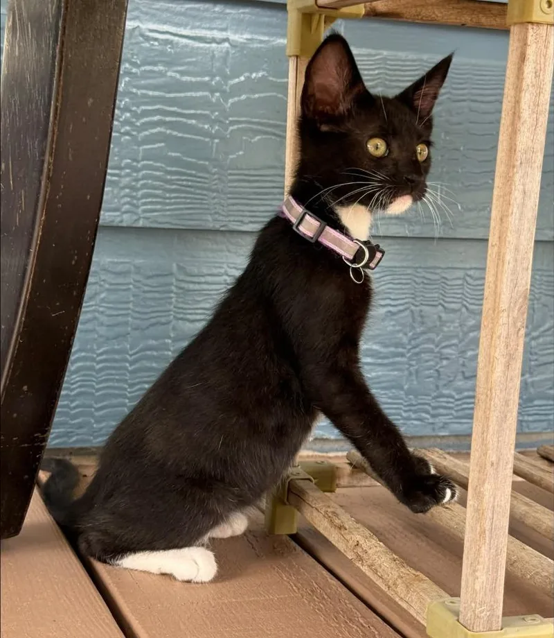 A baby small-sized male American Shorthair cat named Ramone for adoption in Glen Rose, TX