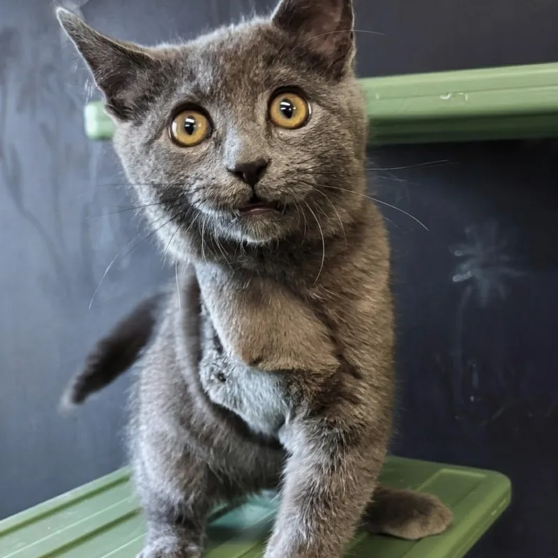 A baby small-sized male Gray / Blue / Silver Domestic Short Hair cat named Sparky for adoption in West Jefferson, OH