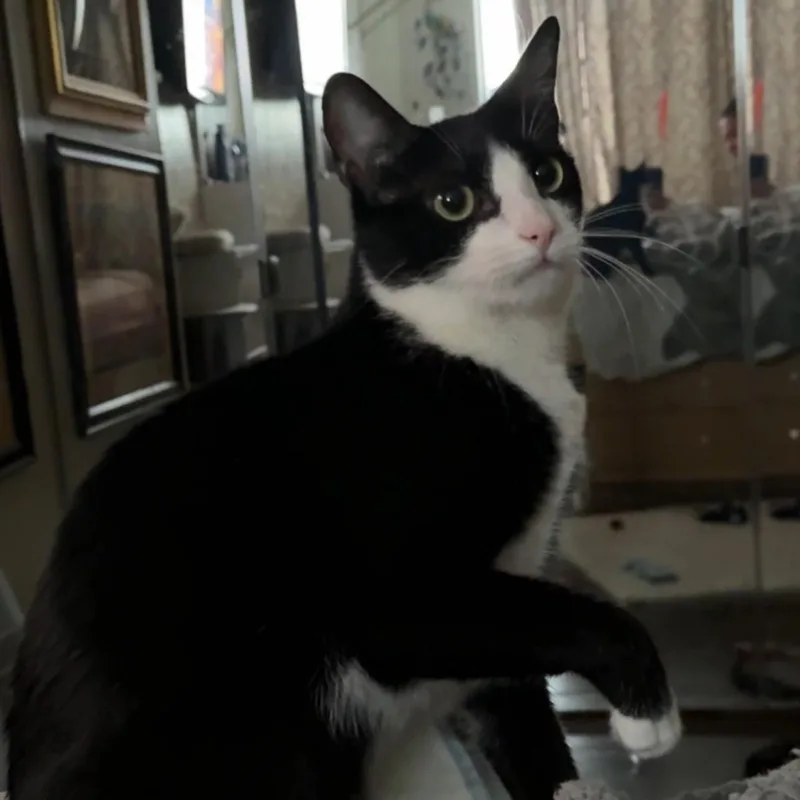 A young medium-sized female Black & White / Tuxedo Domestic Short Hair cat named Abby for adoption in New york, NY