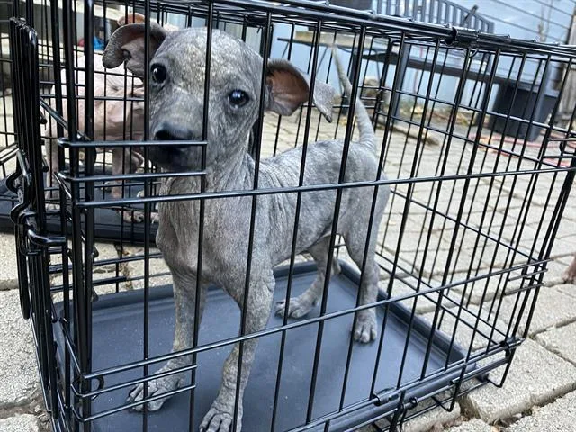 A baby small-sized male Mixed Breed dog named Pippin for adoption in Dallas, TX