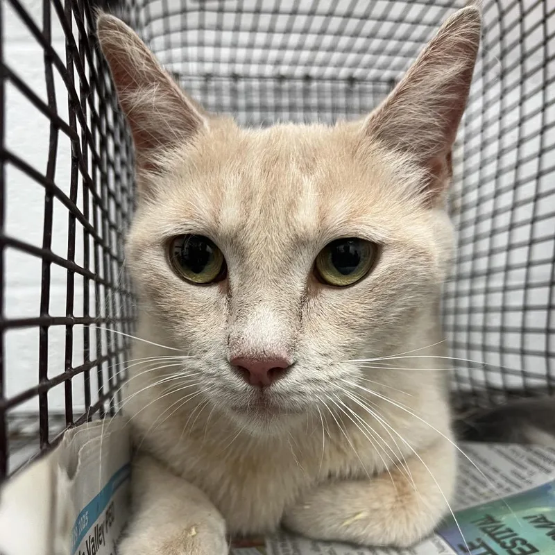 An adult medium-sized female Buff / Tan / Fawn Domestic Short Hair cat named Frost for adoption in Edinburg, TX