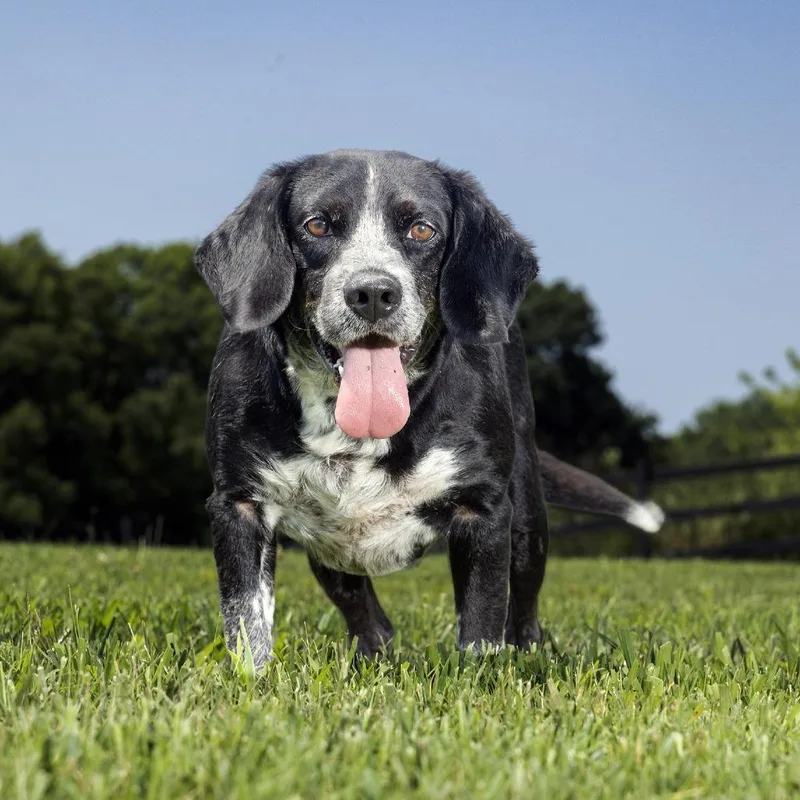 An adult medium-sized male Black Mixed Breed dog named Roscoe for adoption in Franklin, TN