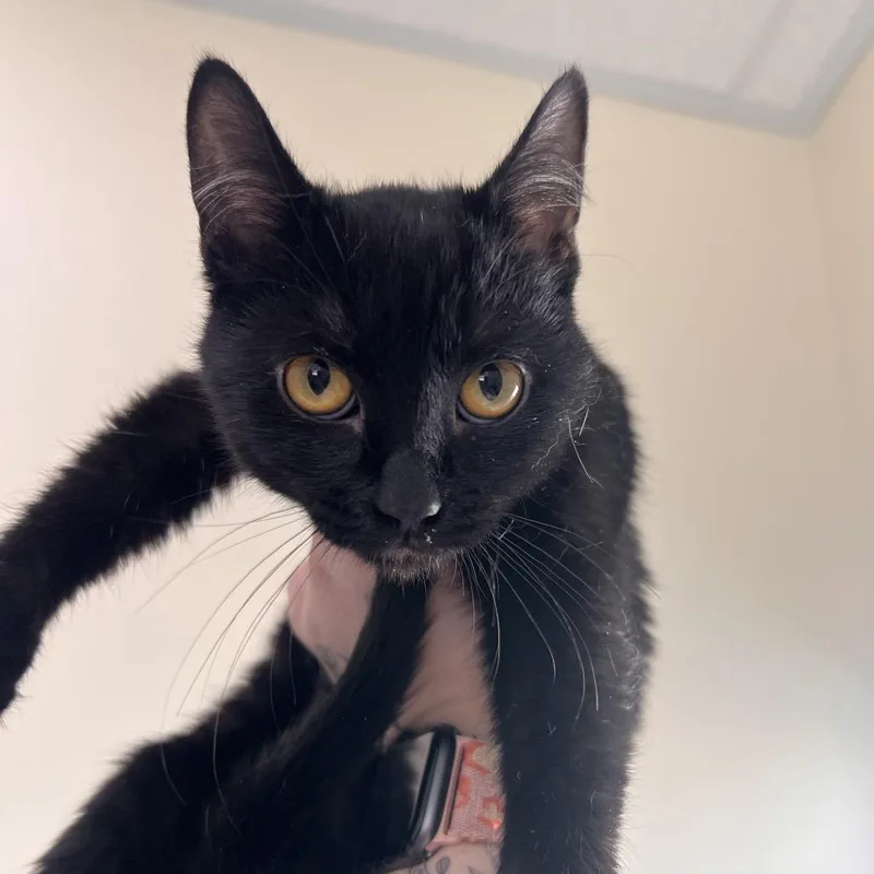 Licorice thumbnail 2