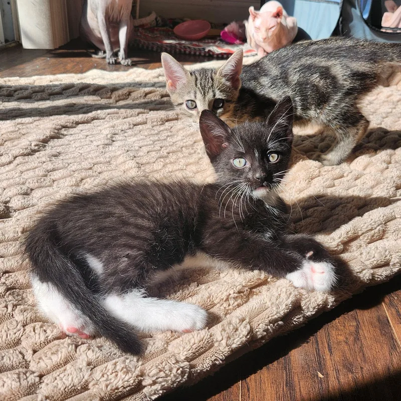 A baby small-sized female Black & White / Tuxedo Tuxedo cat named Squash for adoption in Staten Island, NY