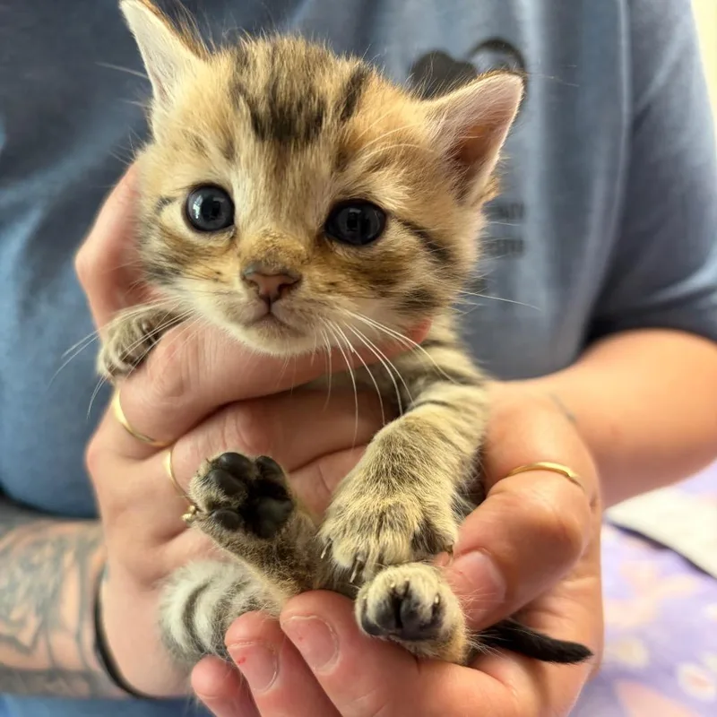 A baby small-sized female Brown / Chocolate Domestic Short Hair cat named Lemon Head for adoption in Red House, WV