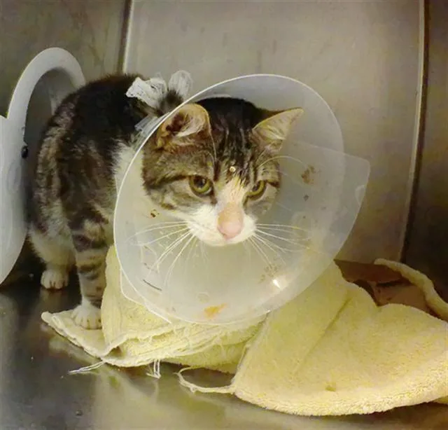 An adult small-sized male Domestic Short Hair cat named Bennett for adoption in Omaha, NE