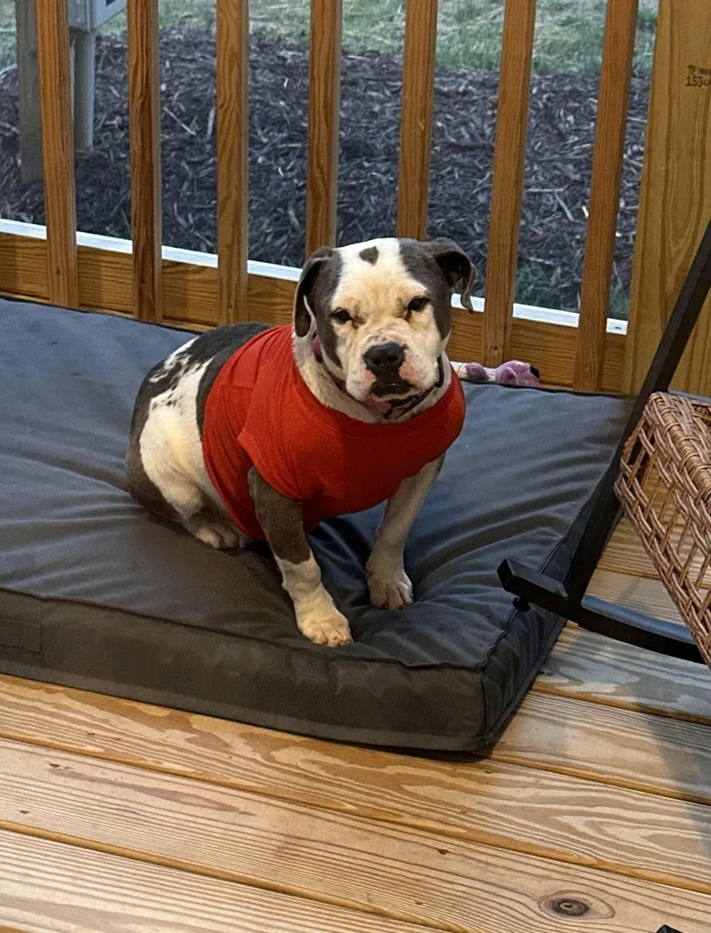 An adult medium-sized female American Bulldog dog named Bella for adoption in Woodbridge, CT
