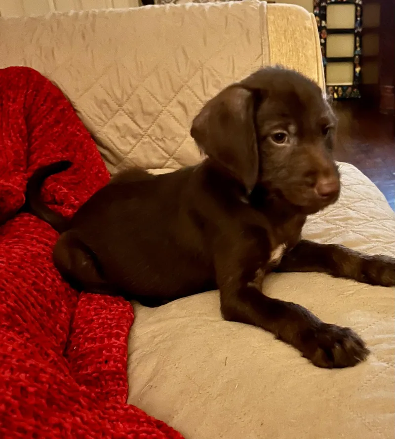 A baby medium-sized male Brown / Chocolate Flat-Coated Retriever dog named Jameson for adoption in Cordova, TN