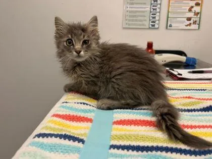 A baby small-sized male Gray / Blue / Silver Domestic Long Hair cat named Melted Bomb Pop for adoption in Kansas City, MO