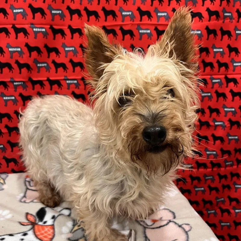 A senior small-sized female Yellow / Tan / Blond / Fawn Yorkshire Terrier dog named Misfit for adoption in Washburn, MO