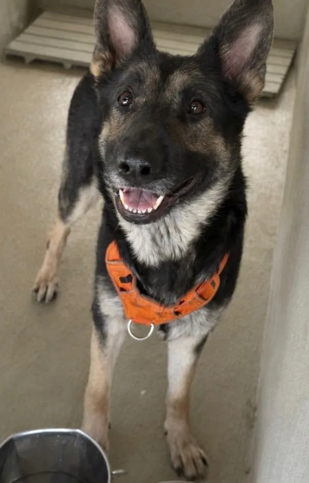 A young medium-sized female Tricolor (Brown, Black, & White) German Shepherd Dog dog named Remmy for adoption in Sparta, NC