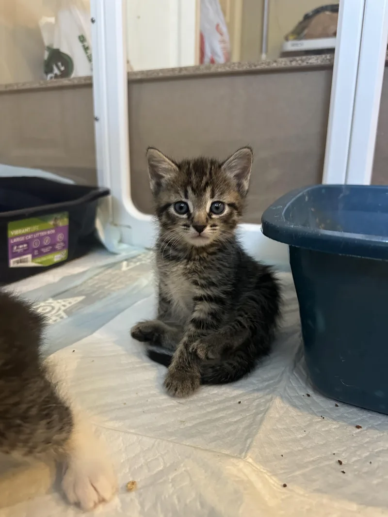 A baby medium-sized female Tabby (Brown / Chocolate) Domestic Short Hair cat named Vivi for adoption in Fruit Heights, UT