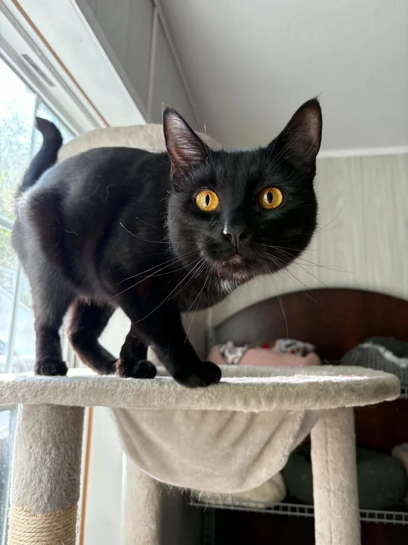 An adult medium-sized male Black Domestic Short Hair cat named Oliver for adoption in Ona, WV