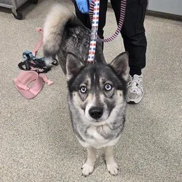 An adult medium-sized female Gray / Blue / Silver Mixed Breed dog named Suki for adoption in Jacksonville, FL