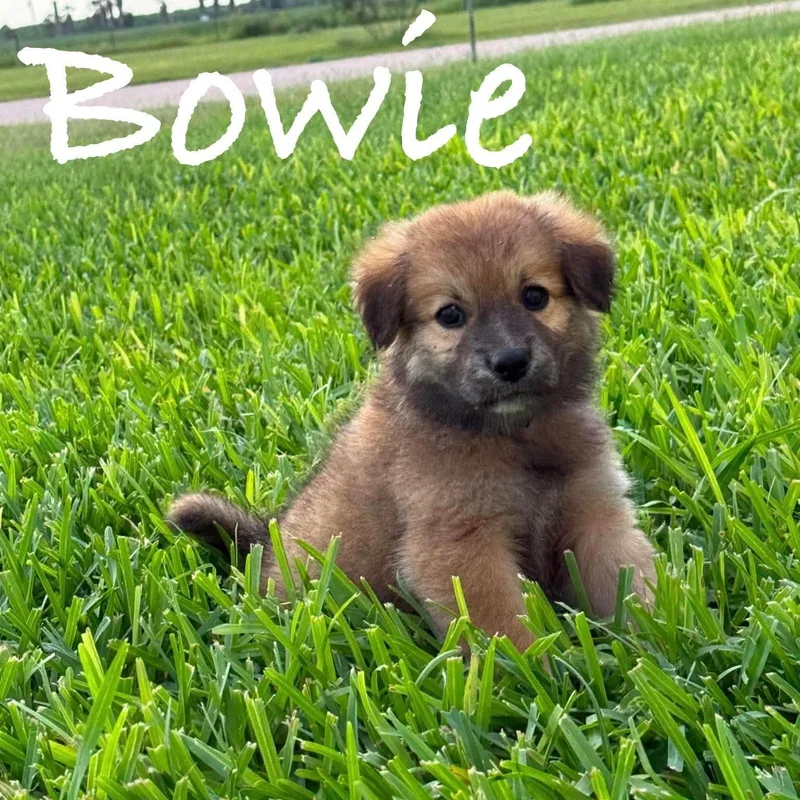 A baby medium-sized male Golden Retriever dog named Bowie for adoption in PLAINFIELD, CT
