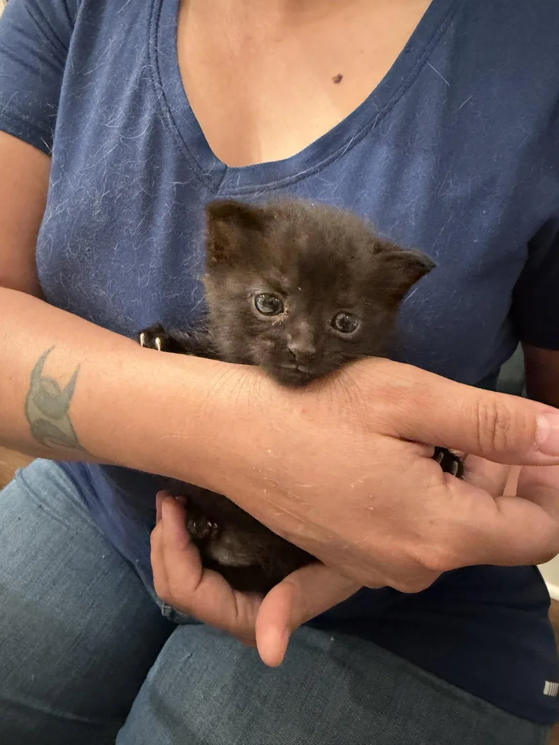 A young medium-sized female Domestic Short Hair cat named Pantone for adoption in Camden, SC