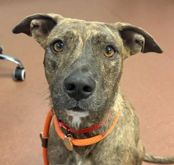 An adult medium-sized female Terrier dog named Niele for adoption in Oakland, CA