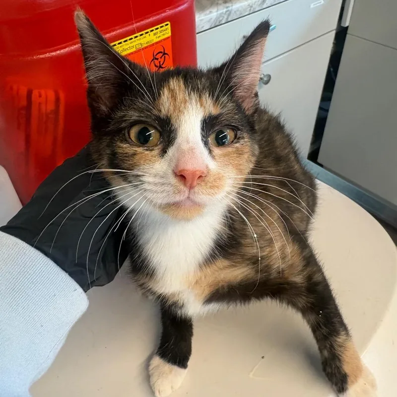 A baby small-sized female Calico Domestic Short Hair cat named Nerina for adoption in Huntington, WV